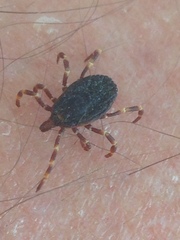 Hyalomma