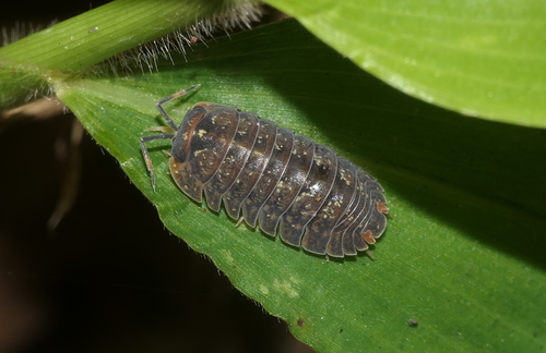 Maculated Dryad Pill Woodlouse (Dryadillo maculatus) · iNaturalist