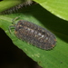 Maculated Dryad Pill Woodlouse - Photo (c) blackdogto, some rights reserved (CC BY-NC), uploaded by blackdogto