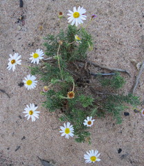 Felicia muricata muricata