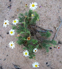 Felicia muricata muricata