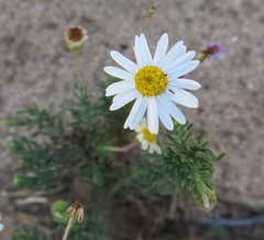 Felicia muricata muricata