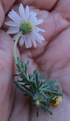 Felicia muricata muricata