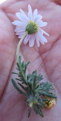 Felicia muricata muricata