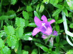 Campanula glomerata glomerata