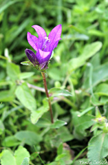 Campanula glomerata glomerata