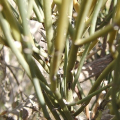 Julodis fidelissima