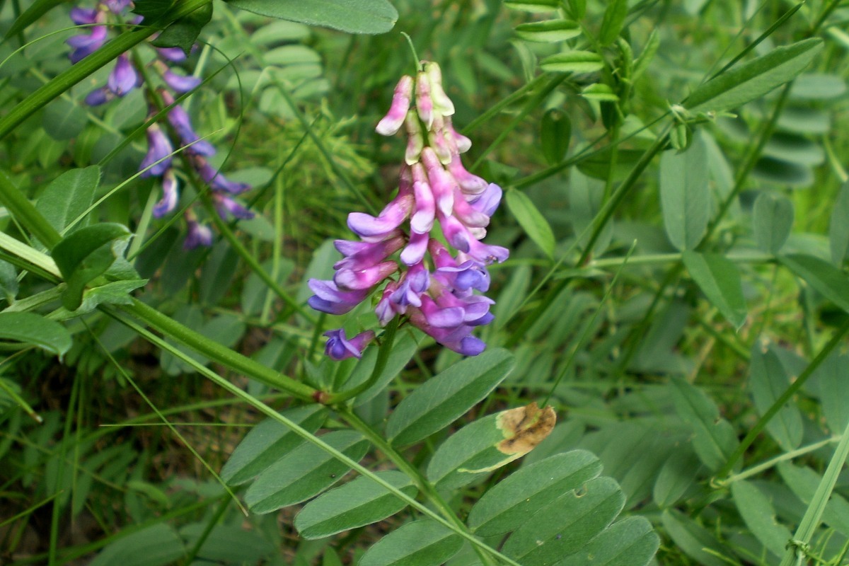 Vicia amoena