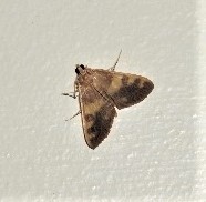 Rehimena surusalis