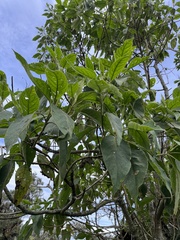 Verbesina arborea
