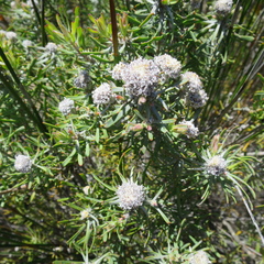 Leucadendron galpinii