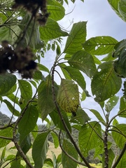Verbesina arborea, photograph (c) Nicolás Baresch Uribe, some rights reserved (CC BY)