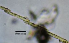 Bacillaria paxillifera