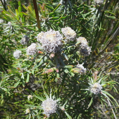 Leucadendron galpinii