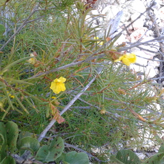 Hibbertia spicata