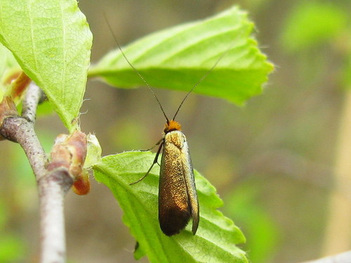 Early Longhorn