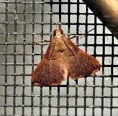 Endotricha mesenterialis