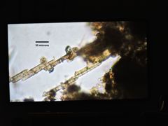 Bacillaria paxillifera