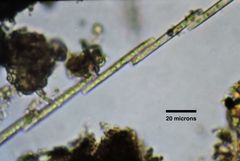 Bacillaria paxillifera