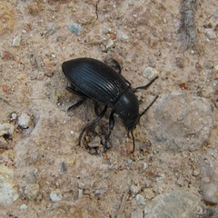 Helopini