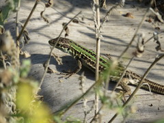 Podarcis siculus campestris