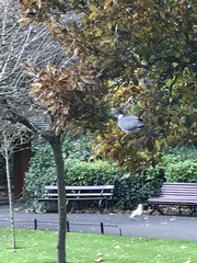 Columba palumbus