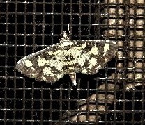 Eurrhyparodes tricoloralis