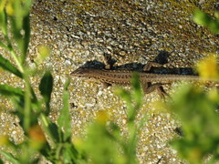 Podarcis siculus