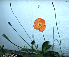 Papaver atlanticum