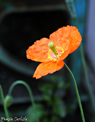 Papaver atlanticum