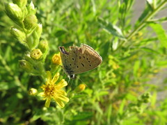 Polyommatus icarus