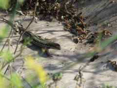 Podarcis siculus campestris