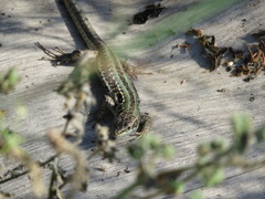 Podarcis siculus campestris