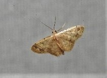Idaea pilosata