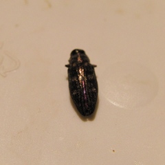Chrysobothris solieri