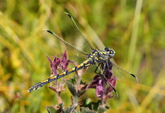 Ceratogomphus triceraticus