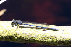 Pseudagrion draconis