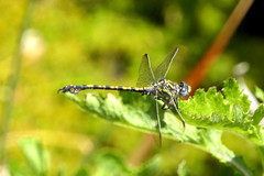 Paragomphus cognatus