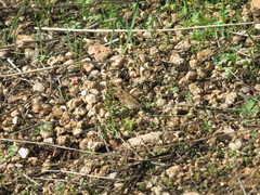 Lasiommata paramegaera