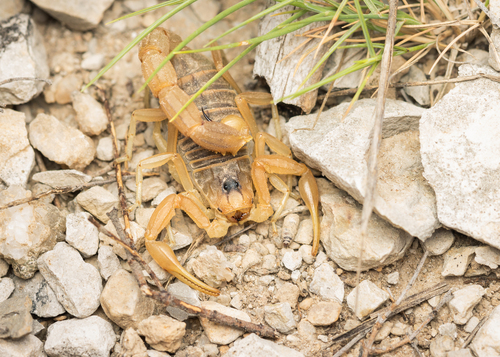 Common Yellow Scorpion, photo 5 of 10
