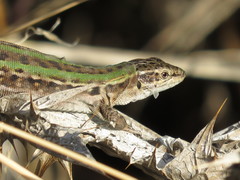 Podarcis siculus campestris