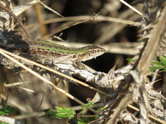 Podarcis siculus campestris