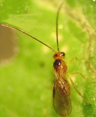 Opius chromatomyiae
