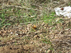 Lasiommata paramegaera