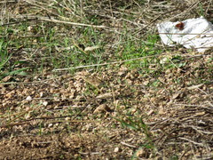 Lasiommata paramegaera