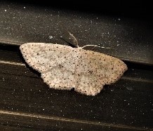 Cyclophora turneri