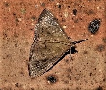 Hyalobathra