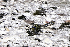 Ceratogomphus triceraticus