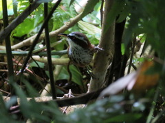 Pomatorhinus musicus