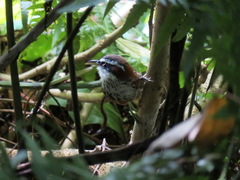 Pomatorhinus musicus